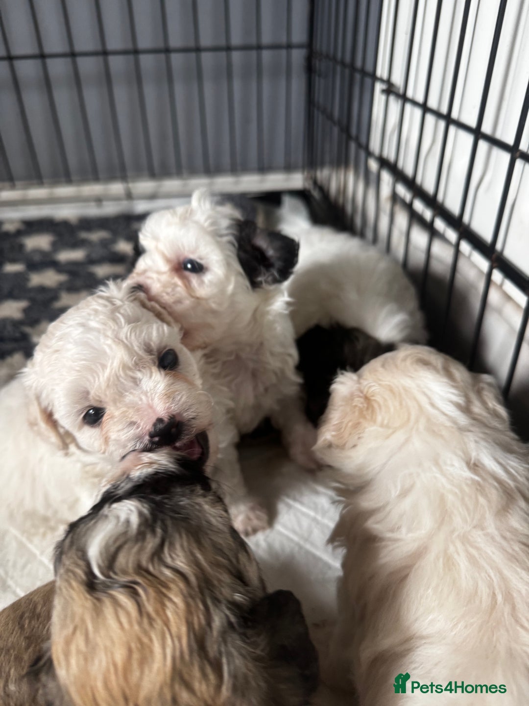 Shichon dogs for sale: 5 beautiful Shichon girls  - Image 7