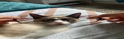 Mixed Breed cats for sale: Coco and kiwi  - Advert 14