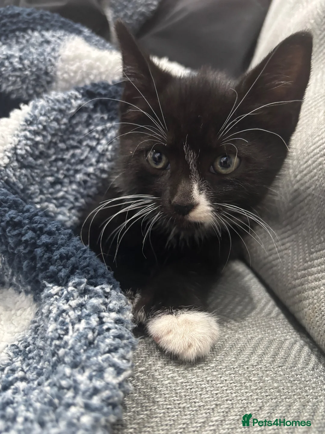 Mixed Breed cats for sale: beautiful 8wk old kitten ready to leave  - Advert 3