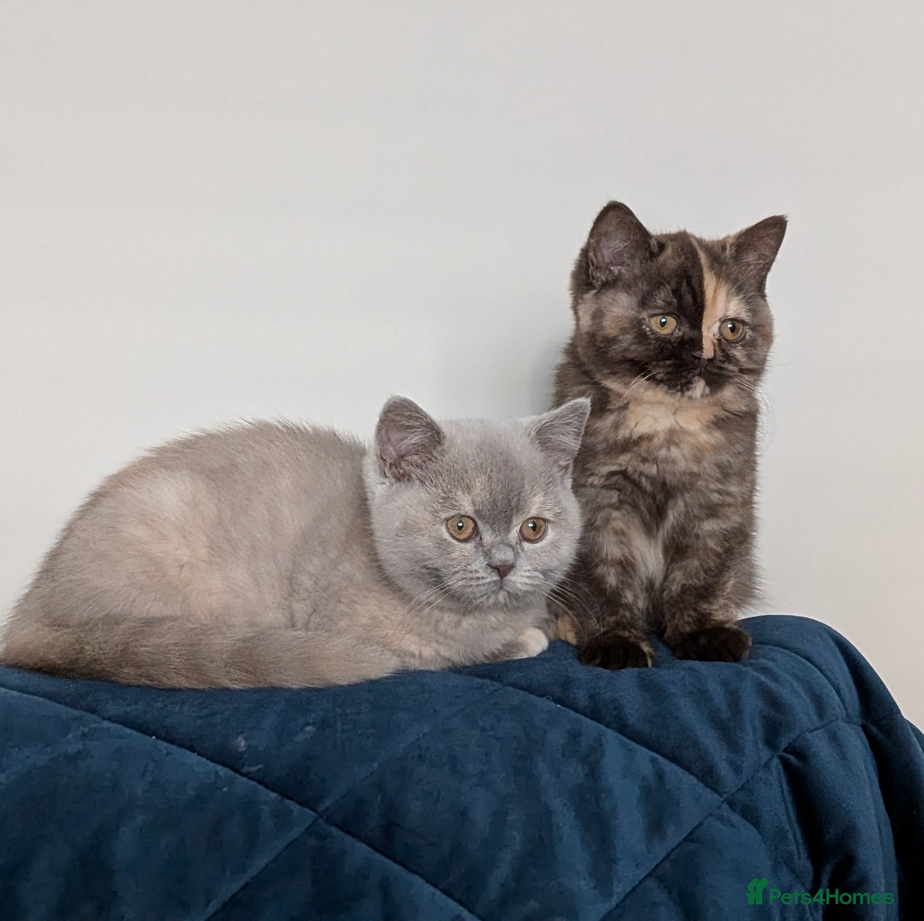 British Shorthair cats British Shorthair kittens  - Advert 1