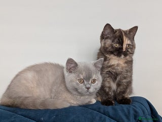 British Shorthair cats British Shorthair kittens - Advert 1