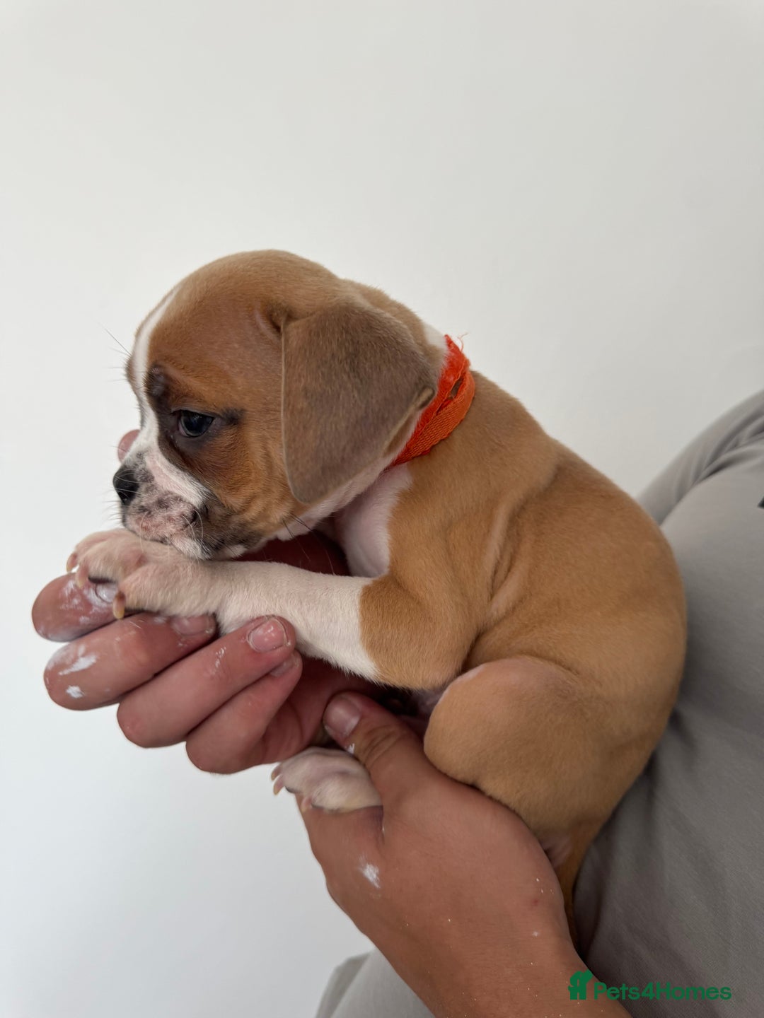 Dorset Olde Tyme Bulldogge dogs for sale: Bulldog puppy - Image 13