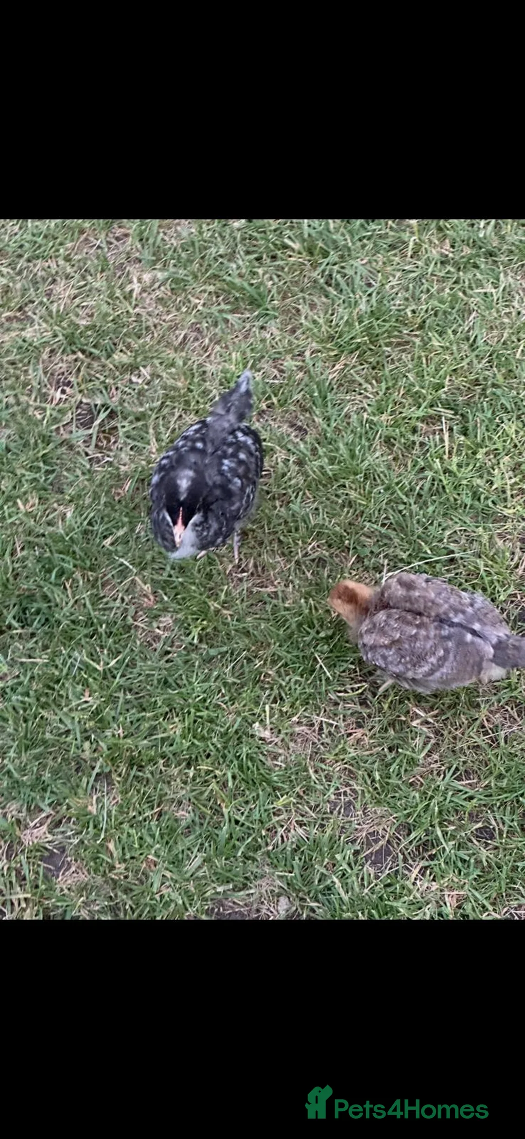 Mixed Breed poultry for sale: Chicks in Ilford - Advert 2