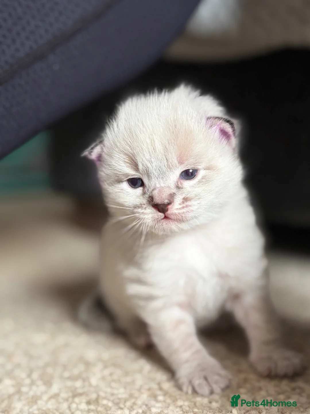 Ragdoll cats for sale: Gorgeous ragdoll kittens - Advert 20