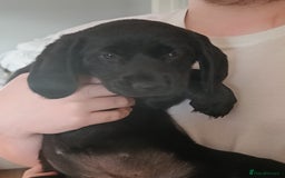 Mixed Breed dogs for sale: Puppies - Image 10