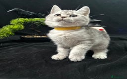British Shorthair cats for sale: GCCF British short hair kittens for loving homes  - Image 2