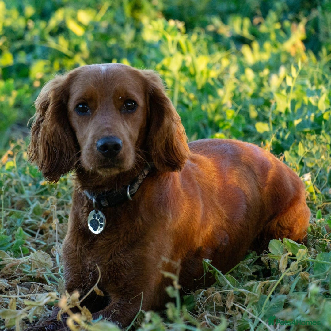 Cocker Spaniel dogs for sale: F1b cocker spaniel puppies for sale - Image 12