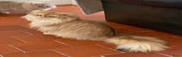 British Longhair cats for sale: GOLDEN BRITISH LONGHAIR  - Advert 4