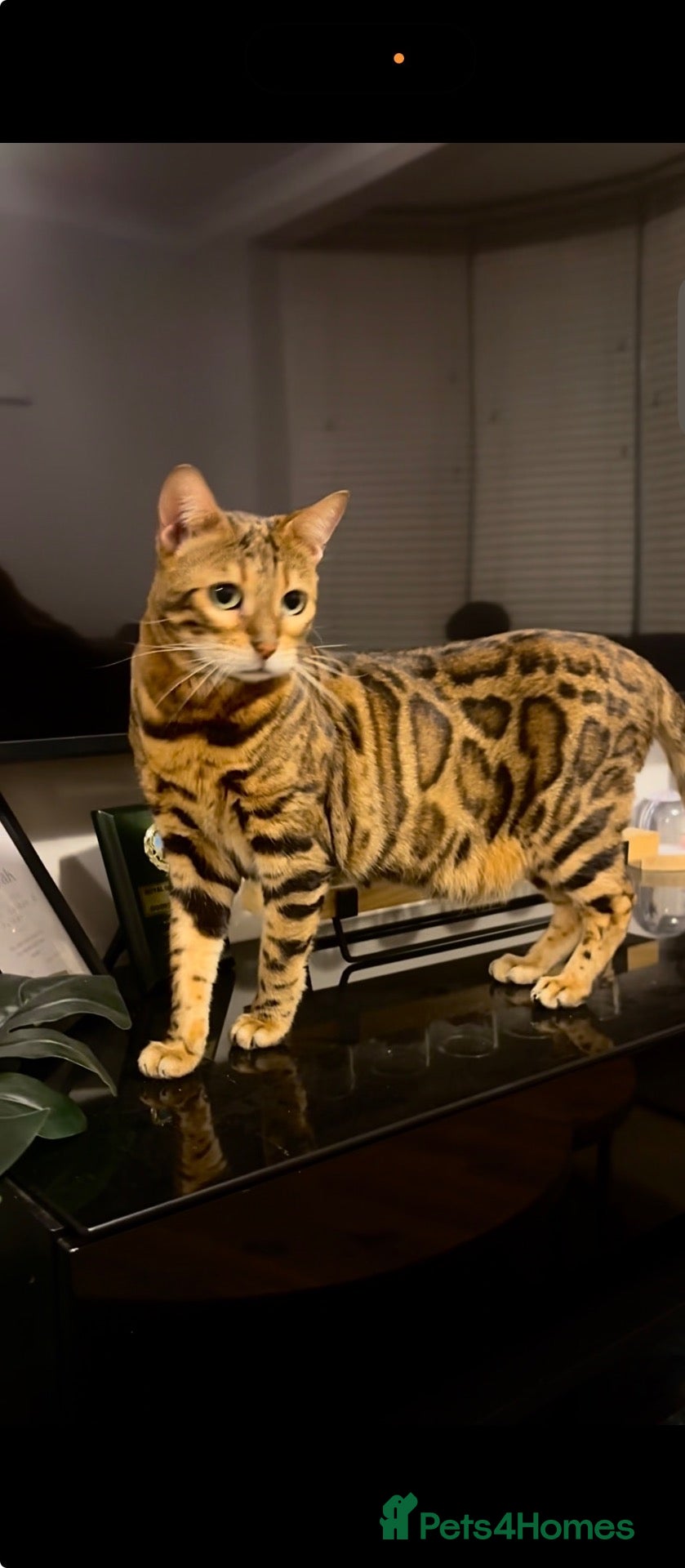 Bengal cats Bengal cats  - Advert 1