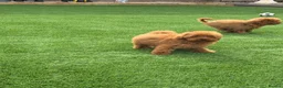 Toy Poodle dogs for sale: Toy poodle puppies - Advert 8