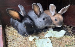 Mixed Breed rabbits for sale: Rex-lop cross bunnies only 3 left - Image 11