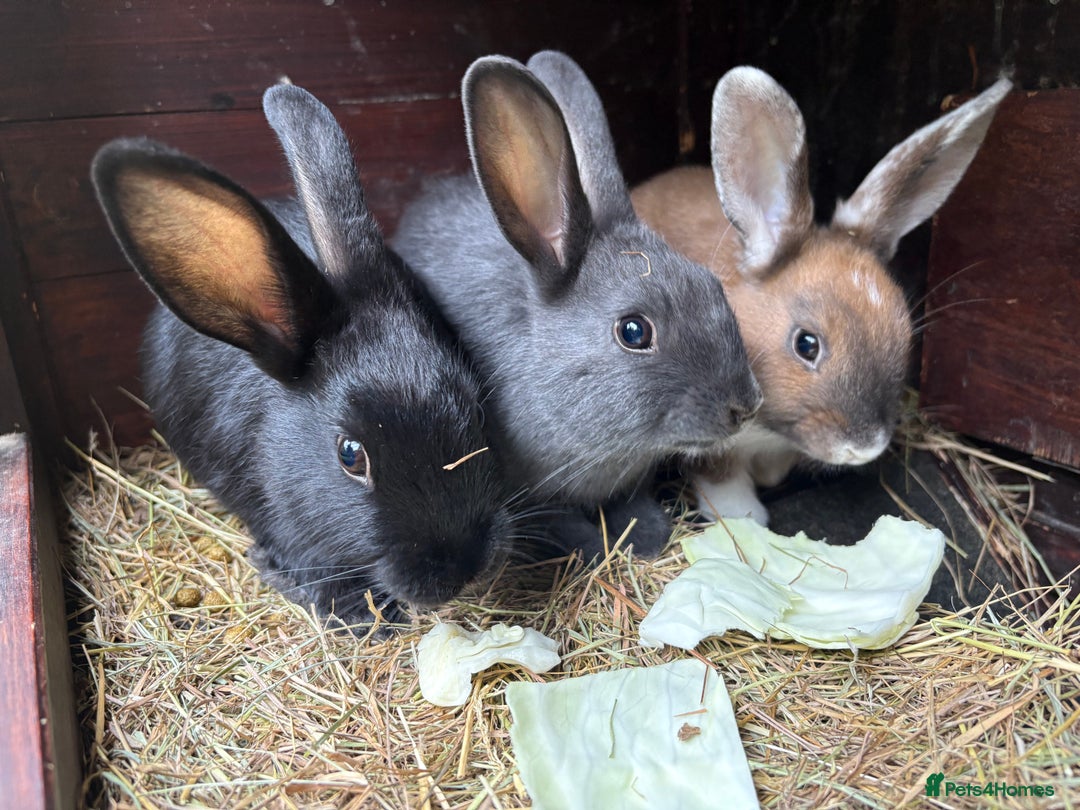 Mixed Breed rabbits for sale: Rex-lop cross bunnies only 3 left - Image 11