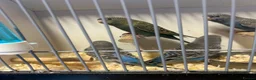 Budgerigars birds for sale: Stunning budgies in Welshpool - Advert 7