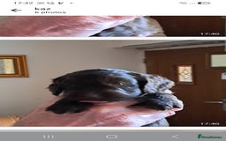 Mixed Breed dogs for sale: 4 Beautful Sproodle cross Cockapoo  - Advert 4