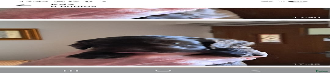 Mixed Breed Puppy 2 chocolate 