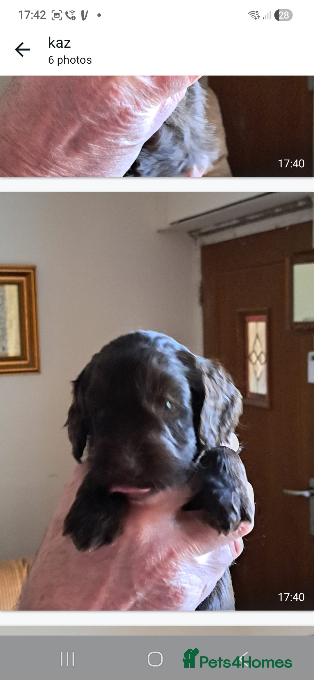 Mixed Breed dogs for sale: 4 Beautful Sproodle cross Cockapoo  - Advert 4