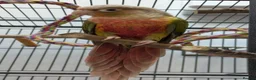 Conures birds for sale: Green cheek conure with cage and toys in Holmfirth - Advert 2