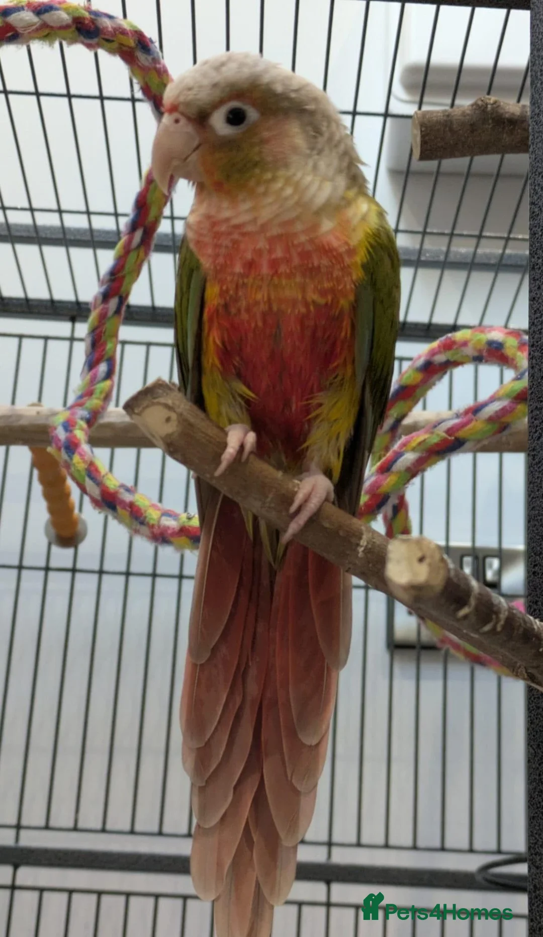Conures birds for sale: Green cheek conure with cage and toys in Holmfirth - Advert 2