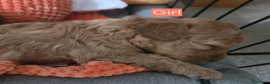 Cavapoochon 1