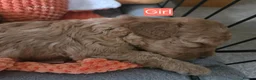 Cavapoochon dogs for sale: Beautiful F1B Toy Cavapoochon Puppies - Advert 22
