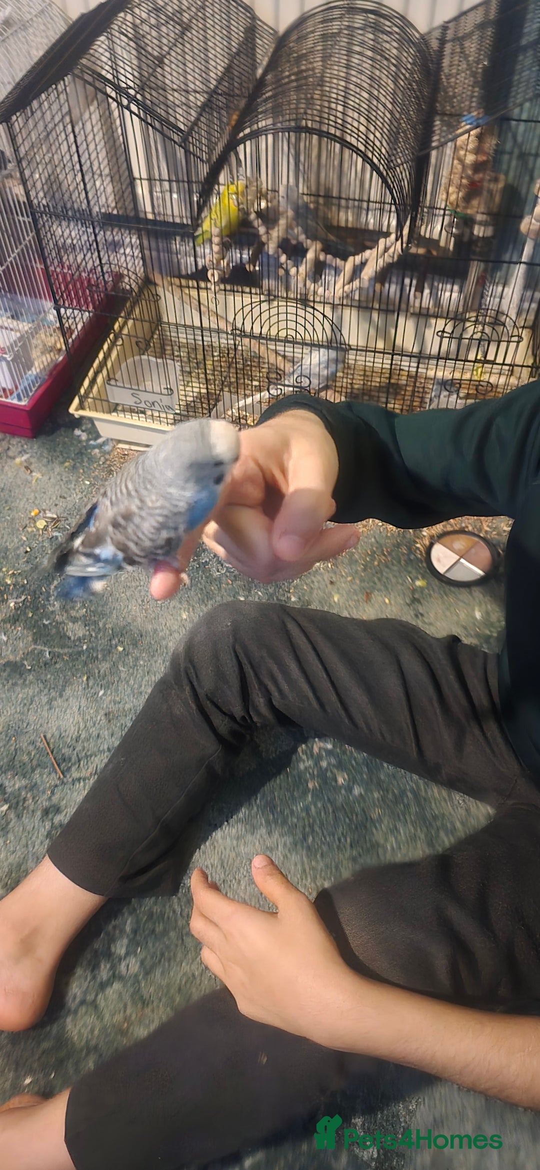 Budgerigars birds for sale: Mixed birds - Advert 10