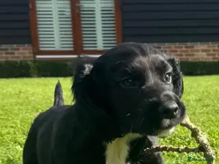 Sprocker dogs Two Black Sprockers - Advert 1