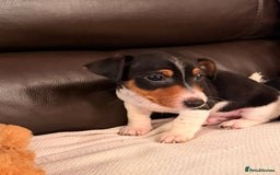 Jack Russell dogs for sale: Adorable Miniature  Jack Russell Pups For Sale - Advert 4
