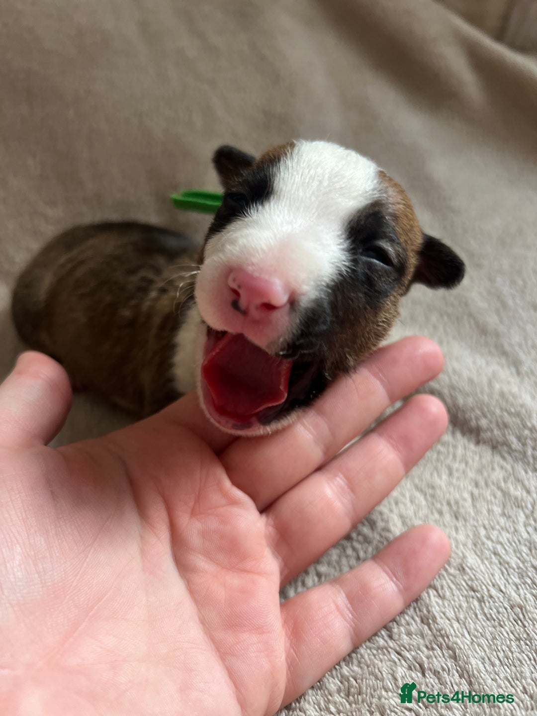 English Bull Terrier dogs for sale: English bull terriers  - Image 22