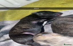 Mixed Breed dogs for sale: Stunning saluki greyhound puppies.  - Advert 8