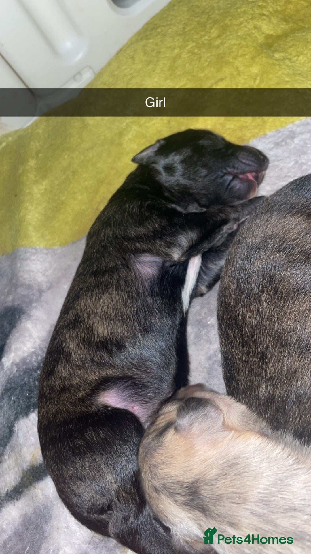 Mixed Breed dogs for sale: Stunning saluki greyhound puppies.  - Advert 8