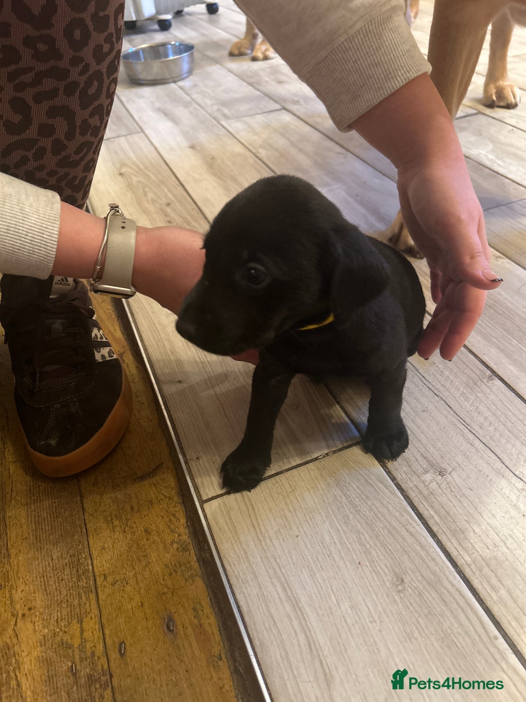 Labrador Retriever dogs for sale: KC registered black and red Labrador puppies - Advert 6