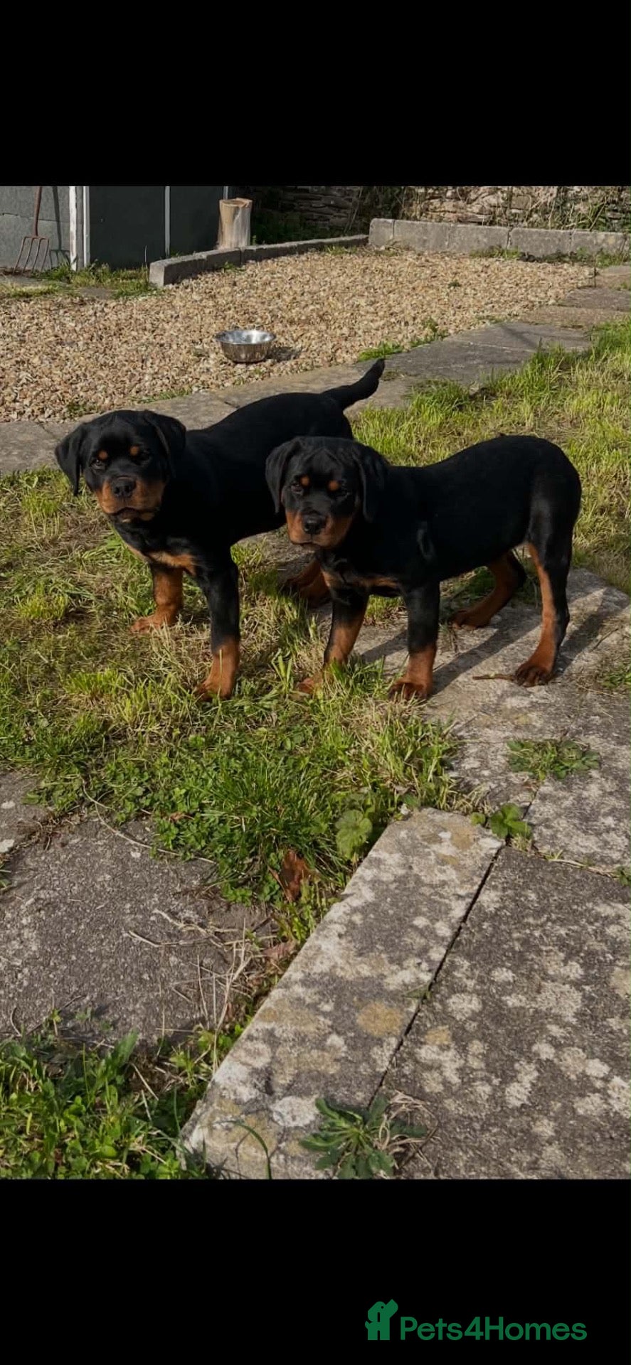 Rottweiler dogs for sale: KC-registered Rottweiler puppies - Advert 2