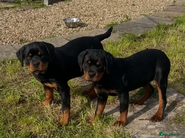 Rottweiler dogs for sale: KC-registered Rottweiler puppies - Advert 2