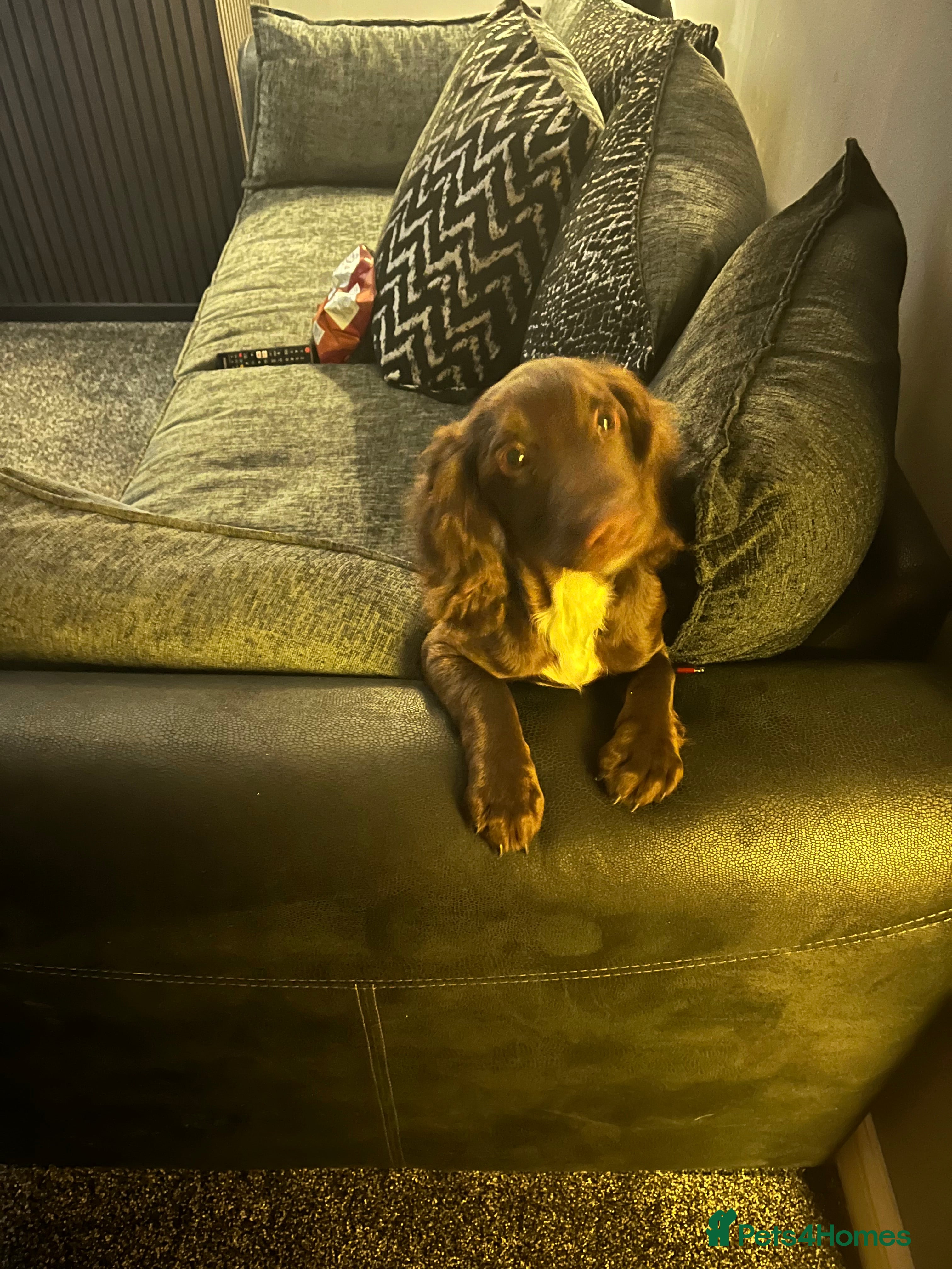 Cocker Spaniel dogs Cocker Spaniel - Advert 1