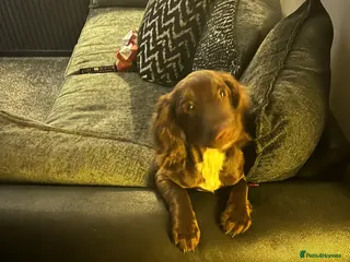 Cocker Spaniel dogs Cocker Spaniel - Advert 1