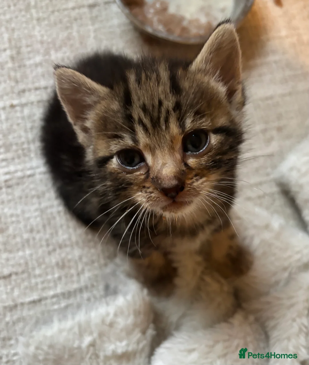 Bengal cats for sale: 2 Bengal Girl Kittens in Plymouth - Advert 2