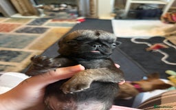 Pug dogs for sale: Pug puppies  - Image 11