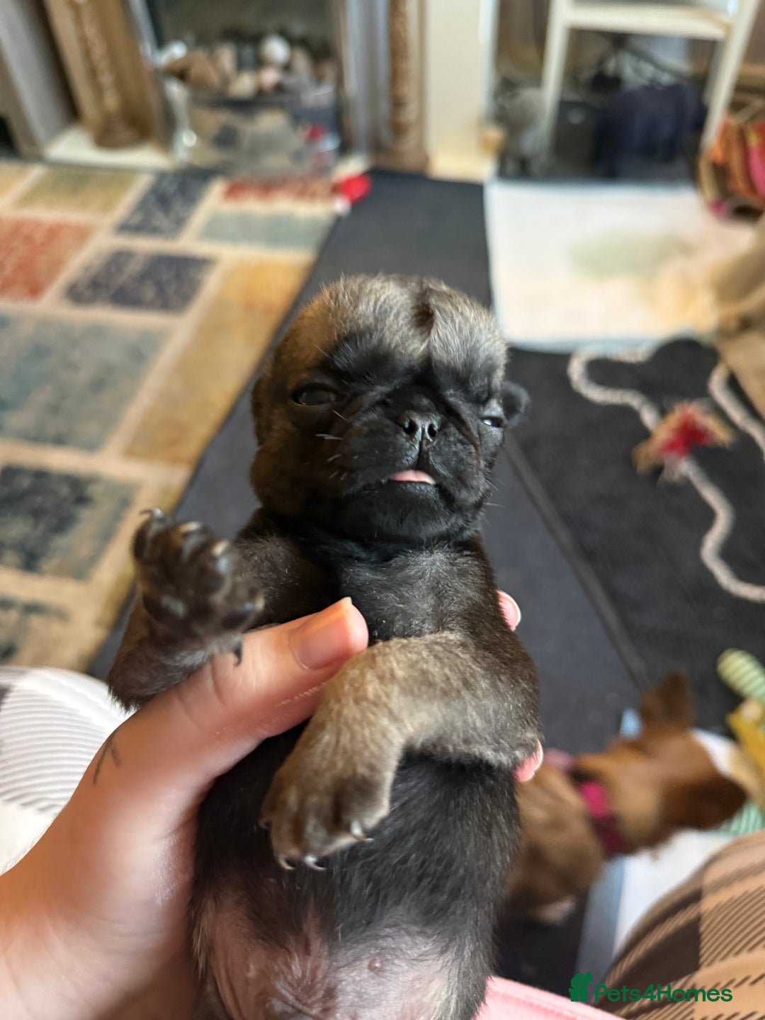 Pug dogs for sale: Pug puppies  - Image 11