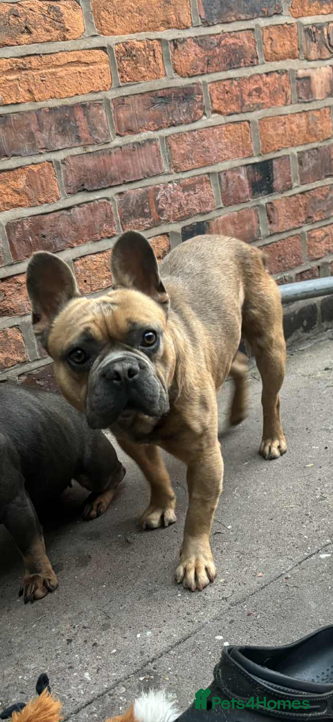 French Bulldog dogs for sale: BRUCE BEEDS A NEW HOME! - Advert 2