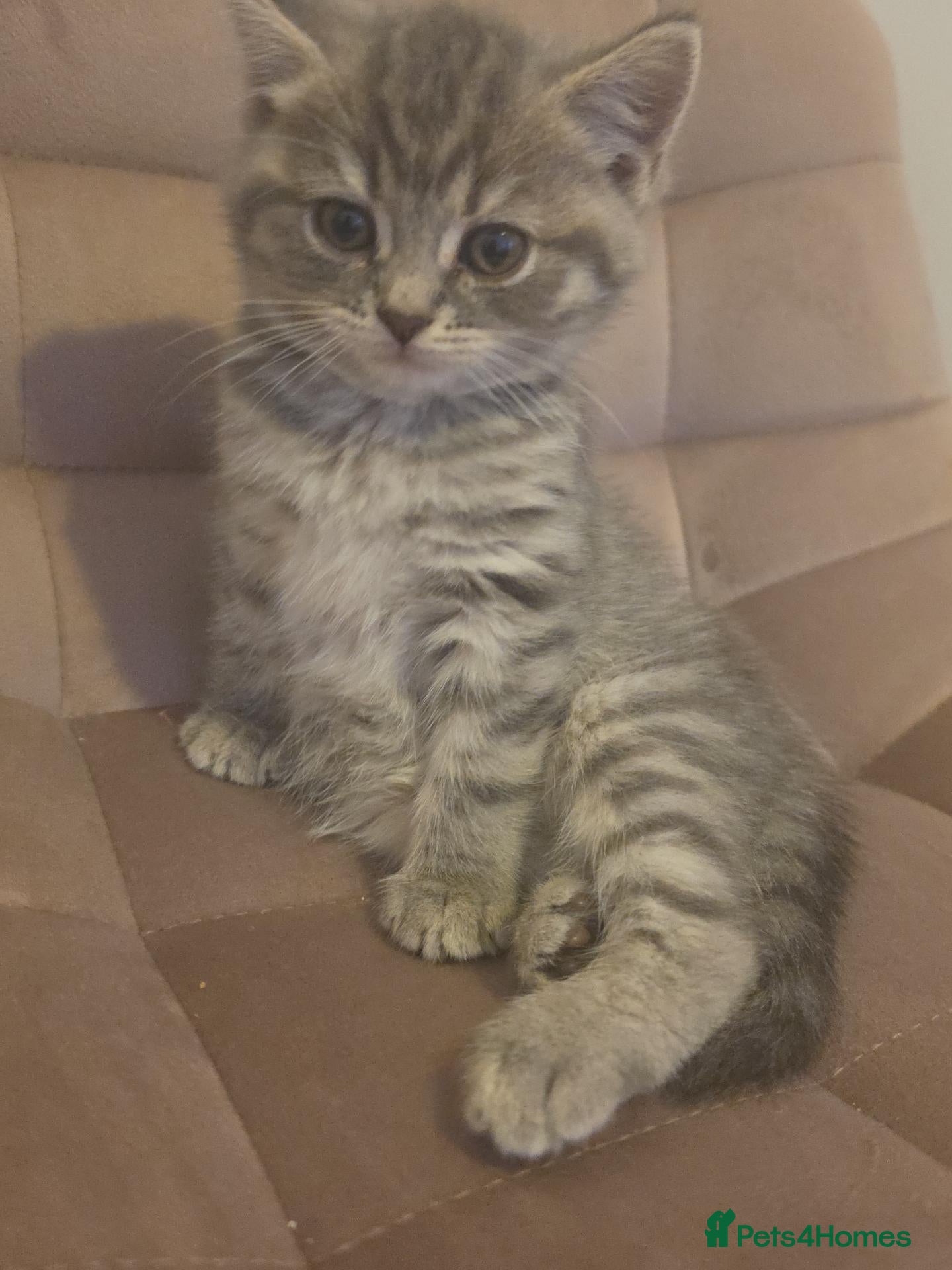 Mixed Breed cats Female kitten 8 weeks old  - Advert 11