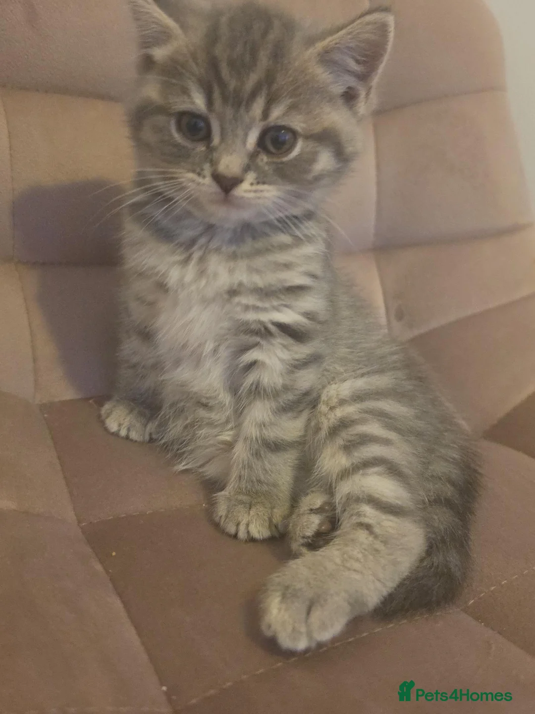 Mixed Breed cats for sale: Female kitten 8 weeks old  - Advert 1