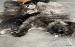 Mixed Breed cats for sale: Mixed Himalayan - Image 26