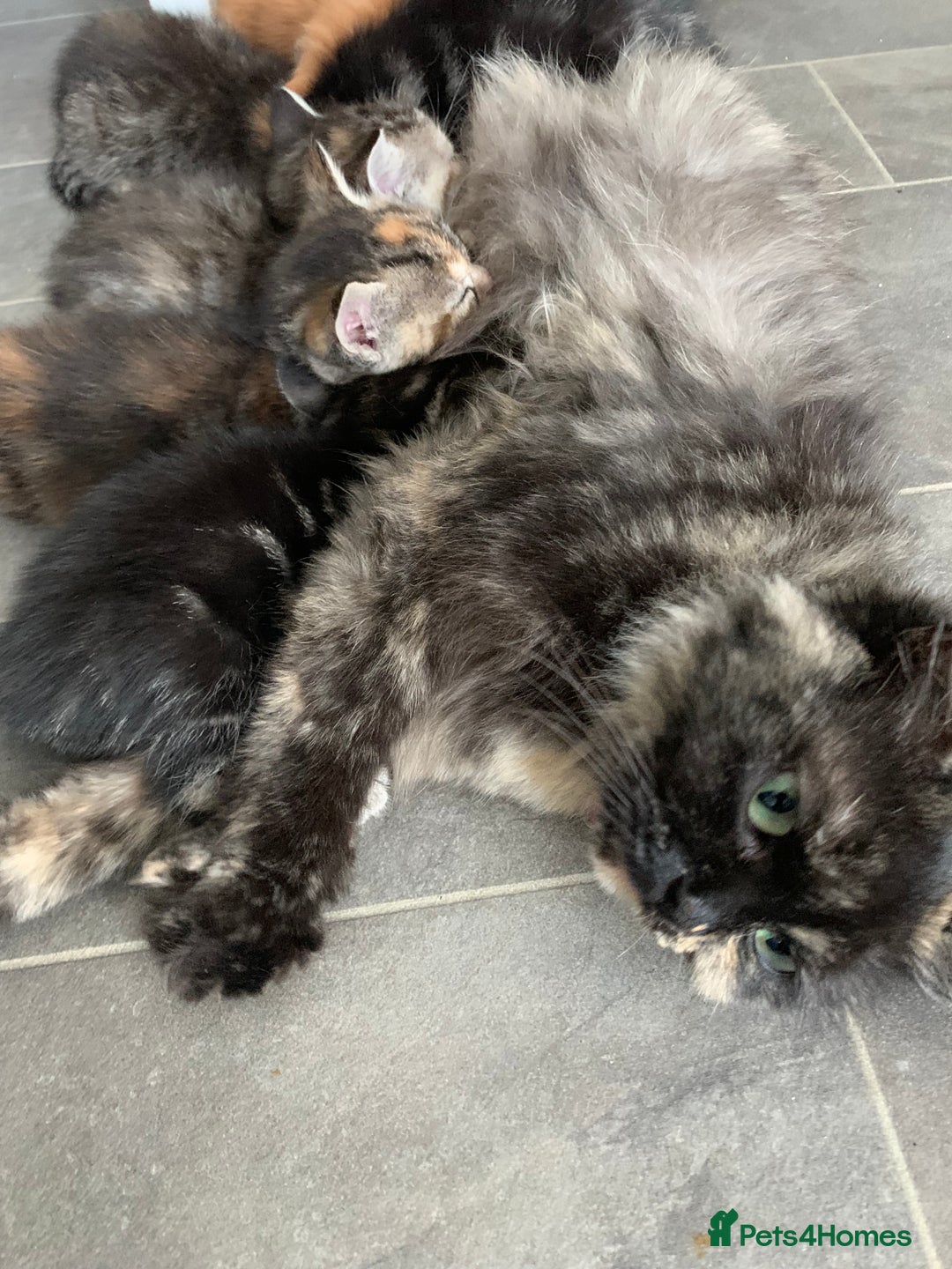 Mixed Breed cats for sale: Mixed Himalayan - Image 26