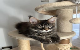 Maine Coon cats for sale: Gorgeous Pure Breed Maine Coon Kittens - Image 20
