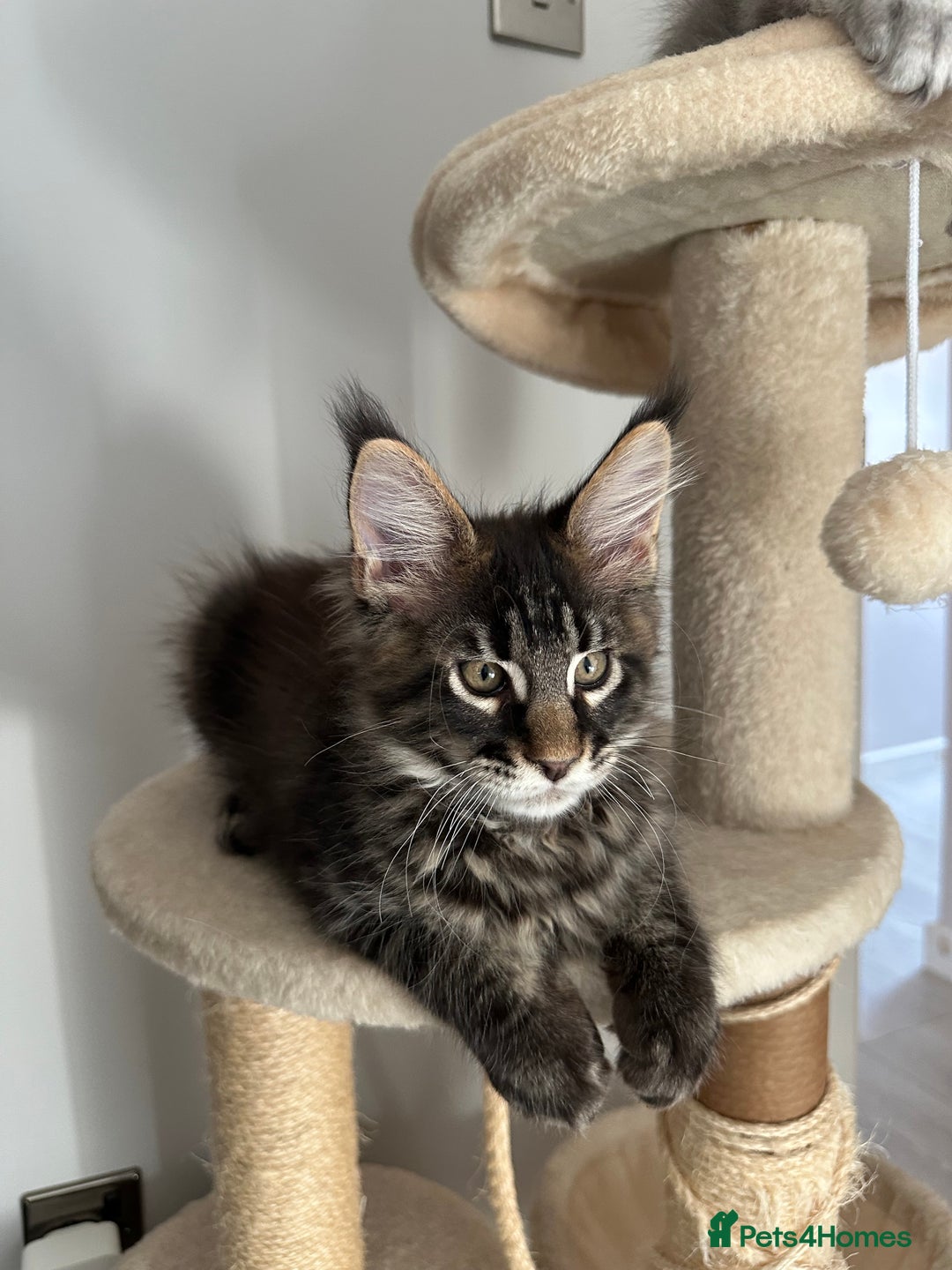 Maine Coon cats for sale: Gorgeous Pure Breed Maine Coon Kittens - Image 20