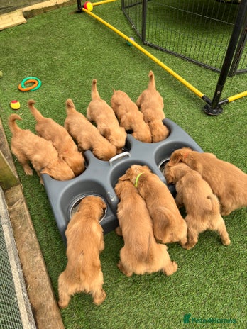 Golden Retriever dogs in Glasgow - Advert 2