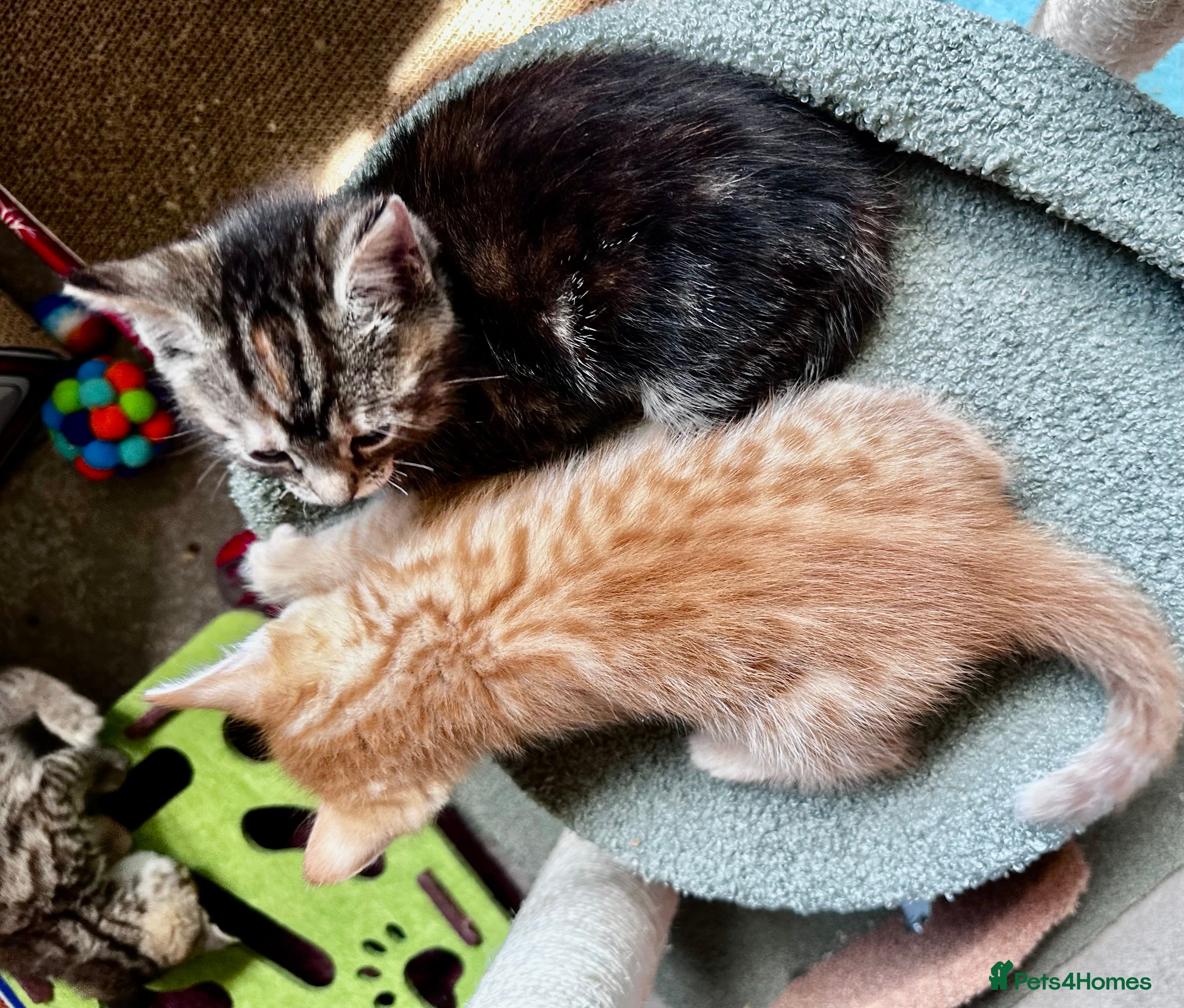 Mixed Breed cats Amiable mixed kittens  - Advert 2