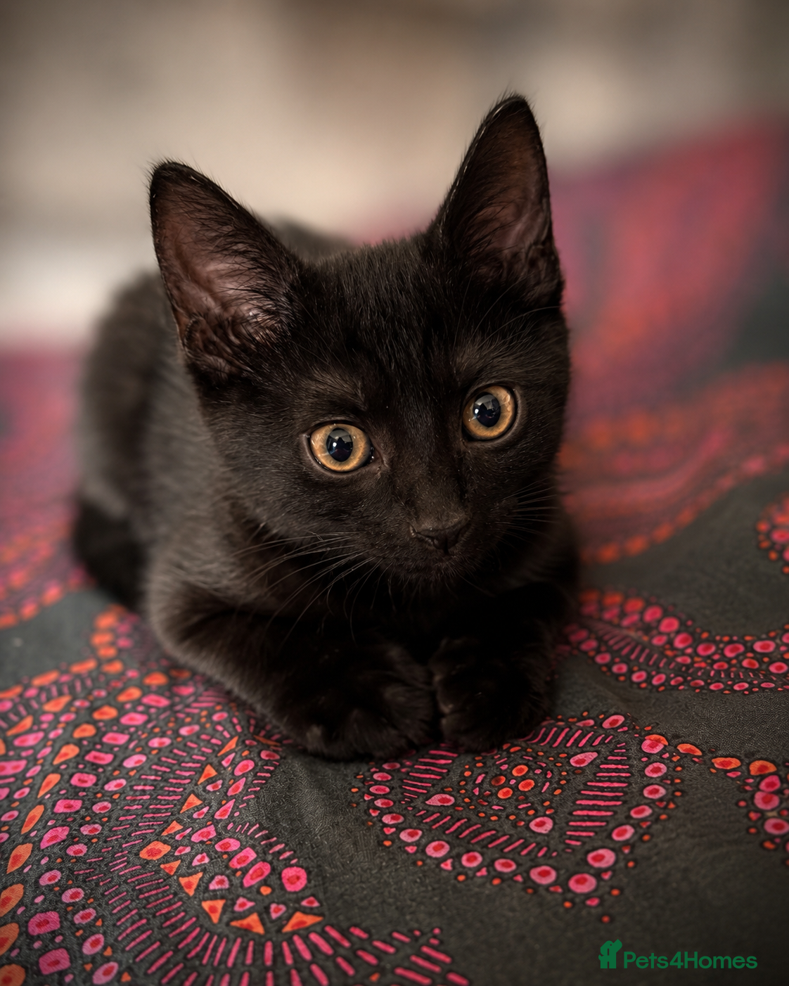 Mixed Breed cats 🐈‍⬛Last kitten left 🐈‍⬛ - Advert 15