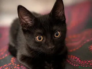 Mixed Breed cats 🐈⬛Last kitten left 🐈⬛ - Advert 15