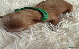 Mixed Breed dogs for sale: Cavapoochon Puppies  - Image 7